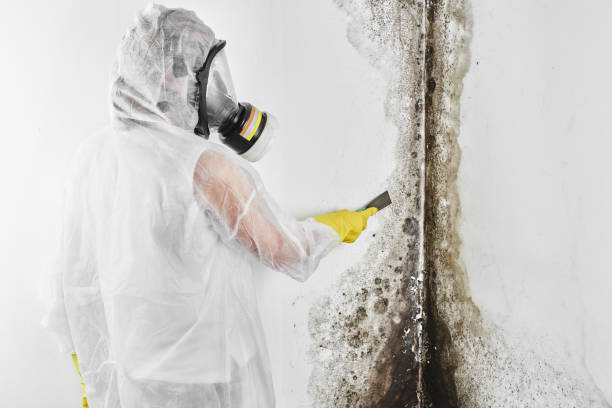 Best Attic Mold Removal  in Sellersville, PA