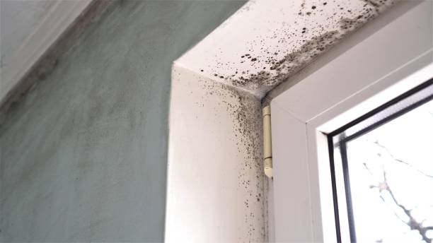 Attic Mold Removal in Sellersville, PA