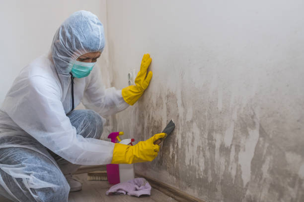 Best Local Mold Removal Service  in Sellersville, PA