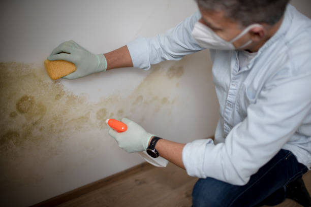 Best Mold Cleaning Services  in Sellersville, PA